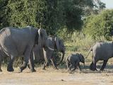 Africa 278 : Africa, Animal, Botswana, Elephant, Mammal, Mombo, Okavango